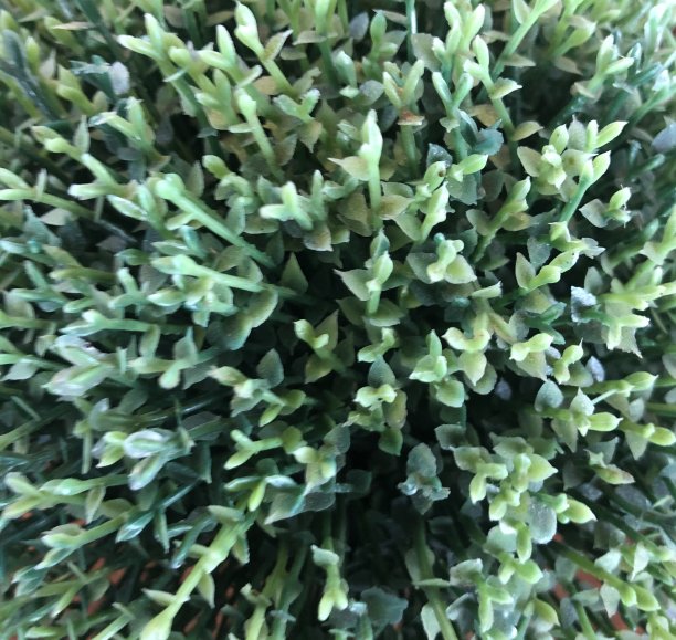 绿色植物图片下载