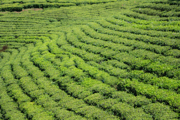 印度茶园的绿色景观形象图片下载