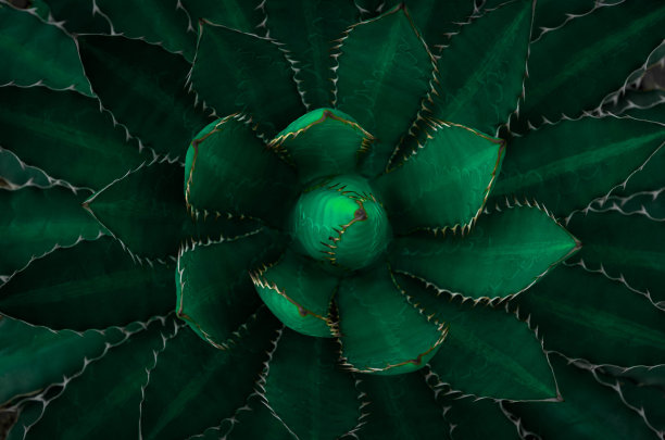 深绿色叶子的俯视图。龙舌兰，带刺的世纪植物或带刺的龙舌兰。抽象自然绿叶壁纸图案纹理背景。平铺，自然理念。图片下载