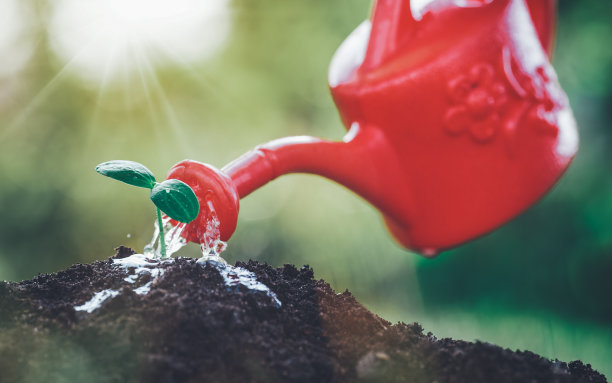 夏天，阳光明媚的一天，花园里的水珠滴落在新芽上图片下载