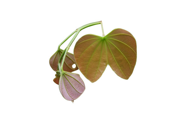 黄色叶子孤立设置在白色背景，剪切路径。图片下载