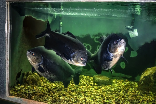 乌克兰DNU淡水动物区系展览馆，三只大型黑帕库在玻璃后面游泳。图片下载