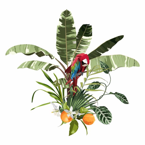 热带棕榈树香蕉树和异国情调的叶子和红色鹦鹉组成的白色背景。时尚夏季印刷包装，面料，邀请卡和您的模板设计。图片下载