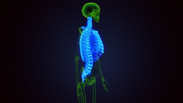 人体骨骼轴向骨骼解剖3D插图图片下载