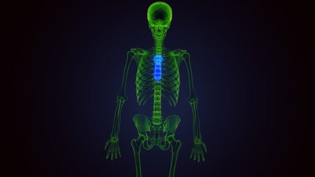 人体骨骼胸骨解剖的3d渲染图片下载
