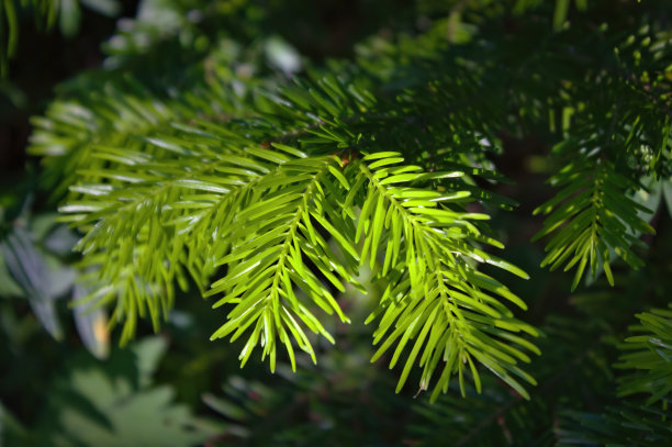圣诞背景与美丽的绿色松树早午餐接近。图片下载