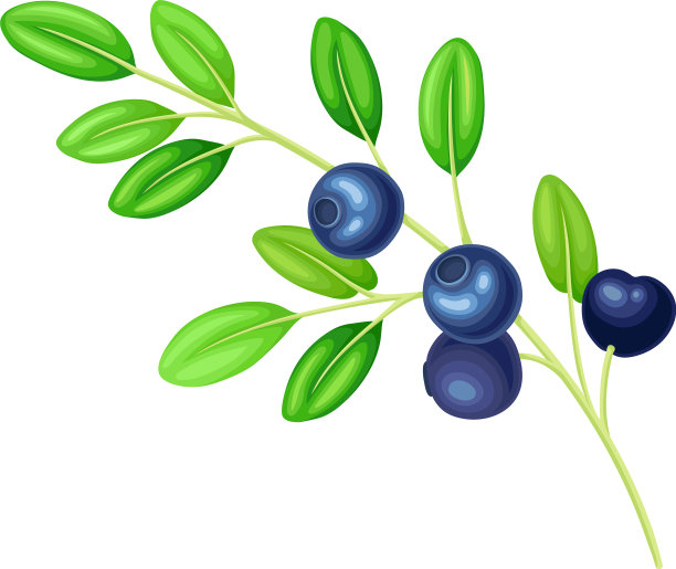 蓝莓枝上有蓝色的浆果和绿色的浆果图片下载