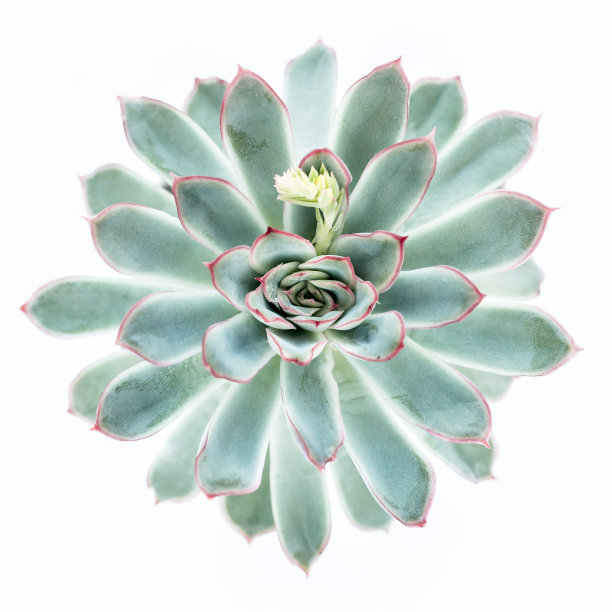 美丽的绿色多肉植物图案孤立在白色的背景。平躺，俯视图图片下载