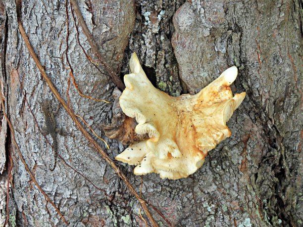 Laetiporus sulureus生长在一棵树上，一只卷尾蜥蜴在附近休息。图片下载