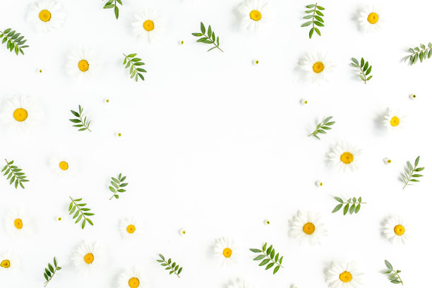 框架由洋甘菊，叶子和花瓣在白色的背景。平躺，俯视图花卉背景图片下载