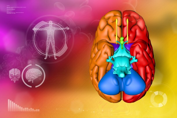 医学3D插图-人脑，记忆发现概念-高度详细的现代纹理图片下载