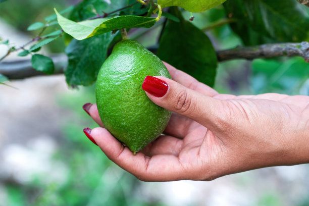 一个红色指甲的女性手拿起一个绿色的柠檬图片下载