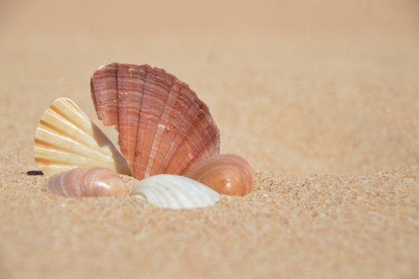 海滩上的贝壳图片下载