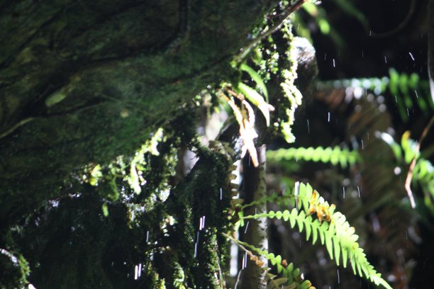 岩石植物图片下载