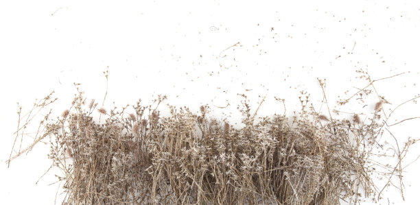 干燥的草孤立在白色的背景。图片下载