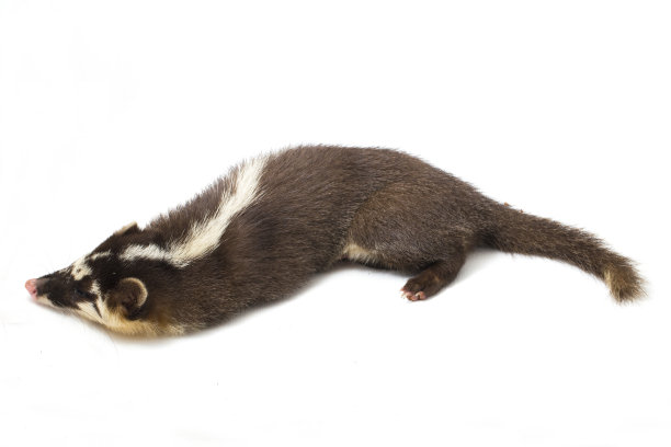 爪哇鼬獾(Melogale orientalis)是印度尼西亚爪哇和巴厘岛特有的鼬类。在白色背景上隔离图片下载