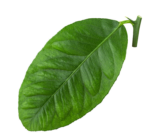 柑橘水果叶子柠檬图片下载