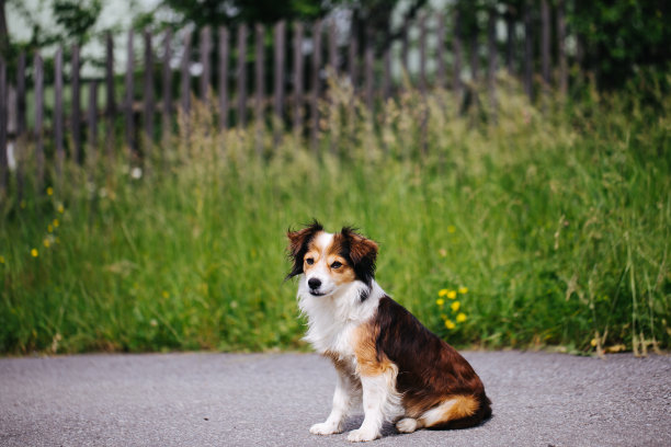 小狗在乡下图片下载