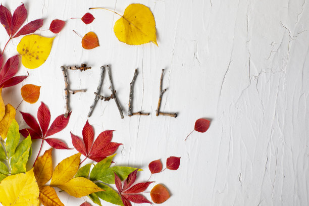 秋天的自然组成与树叶的颜色绿色，黄色和橙色，白色的背景图片下载