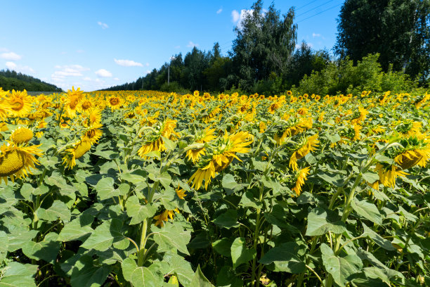 照片中的向日葵在野外美丽的背景图片下载
