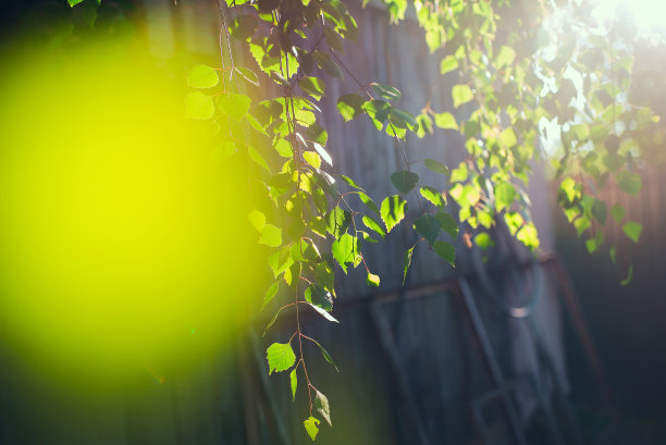 夏日阳光下的一棵白桦树的绿叶。图片下载