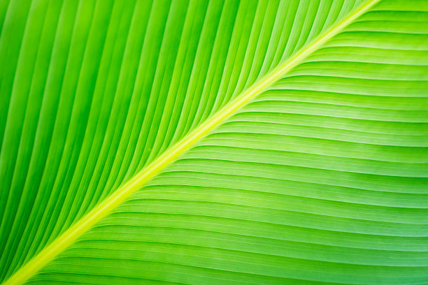 近距离观察新鲜的绿色香蕉叶图片下载