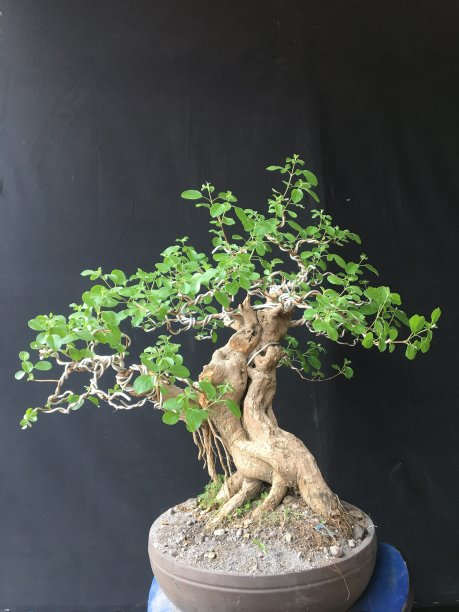 盆景牡荆图片下载