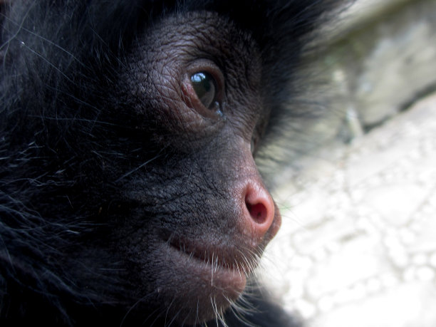 蜘蛛猴面部轮廓图片下载