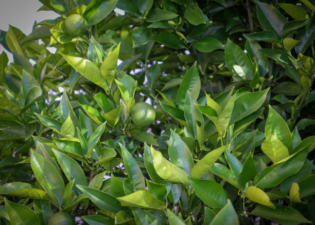 花园里的一棵小橘子树。图片下载