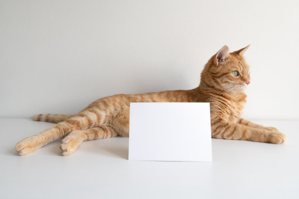 生姜虎斑猫与水平明信片上的白色桌子背景模型。可爱的宠物动物与复制空间卡为您的图像或文本。宠物收容所，兽医概念横幅图片下载