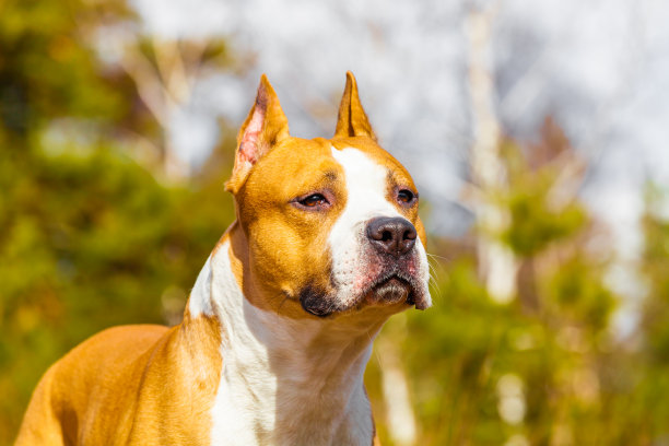 狗美国斯塔福德郡梗在自然的森林。彩色照片图片下载
