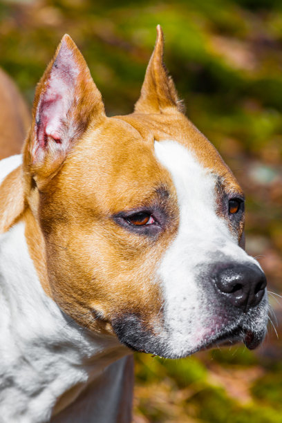 狗美国斯塔福德郡梗在自然的森林。彩色照片图片下载