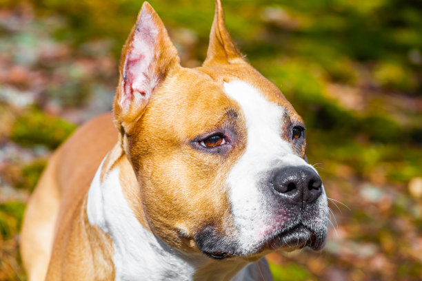 狗美国斯塔福德郡梗在自然的森林。彩色照片图片下载