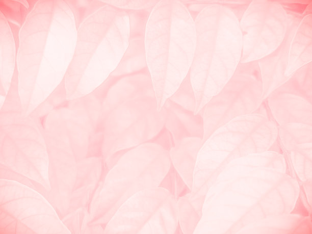美丽的抽象颜色粉红色的花在白色的背景，白色的花框架，粉红色的叶子纹理，粉红色的背景图片下载