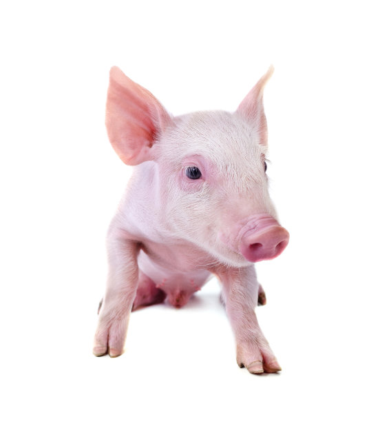 一个小的猪。图片下载