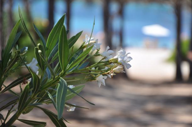 鲁朴海滩图片下载