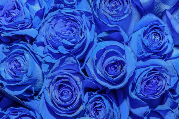 美丽的花的背景。关闭了。图片下载