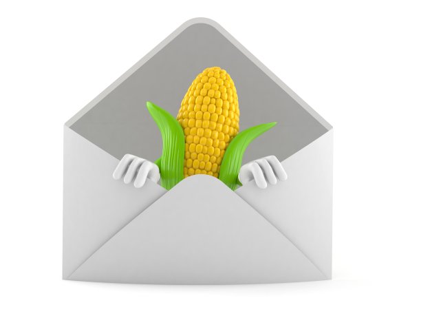 玉米性状内包膜图片下载