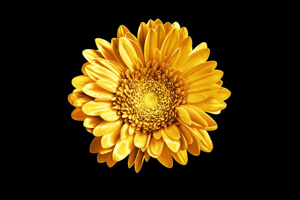 一个金色非洲菊花黑色背景孤立特写，金色金属花瓣非洲菊花，闪亮的黄色金属叶子雏菊，单装饰洋甘菊，花卉复古装饰，设计元素图片下载