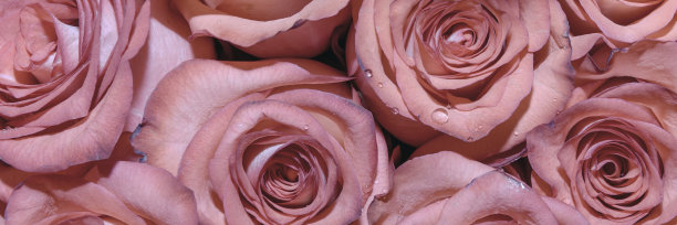 美丽的花的背景。关闭了。全景。图片下载