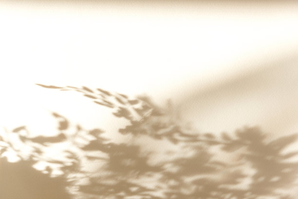 夏季背景的阴影叶子植物在白色的墙壁上。白色和黑色的叠加照片或模型图片下载