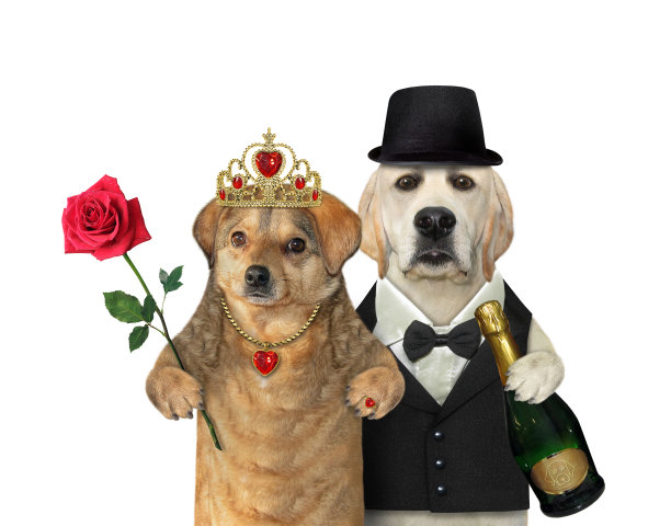 两只狗在玩图片下载