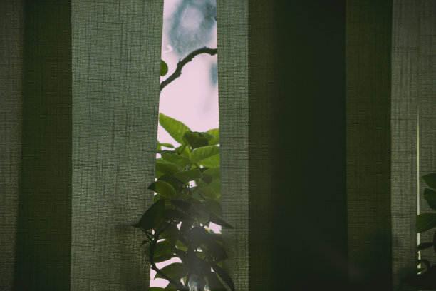 绿色窗帘之间的温室植物的特写图片下载