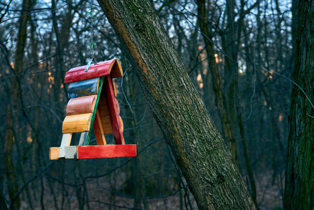 森林里树上的喂鸟器图片下载