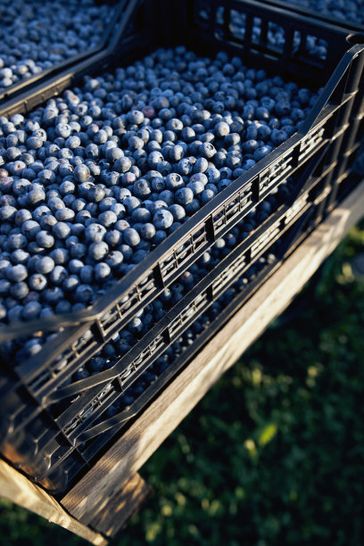新鲜收获的蓝莓装在一个塑料盒子里。图片下载