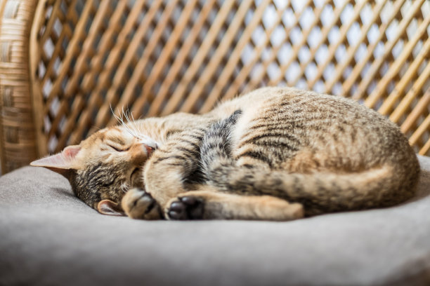 一只橙黑相间的斑猫正躺在阳光下的一把柳条椅上图片下载