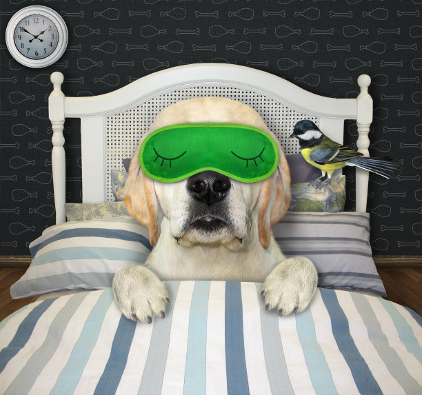 狗狗在床上戴上绿色的睡眠面具图片下载