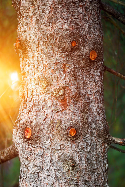 靠近红松树干图片下载