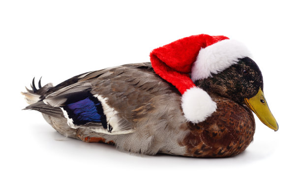 戴圣诞帽的鸭子。图片下载