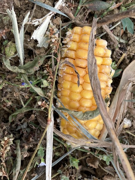 2020年9月德国图片下载